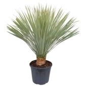 Юкка Рострата d40 см h130 см Юкка Рострата d40 см h130 см
