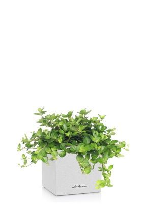 Пеперомия Ротундифолия в CANTO Stone 14, песочный белый 