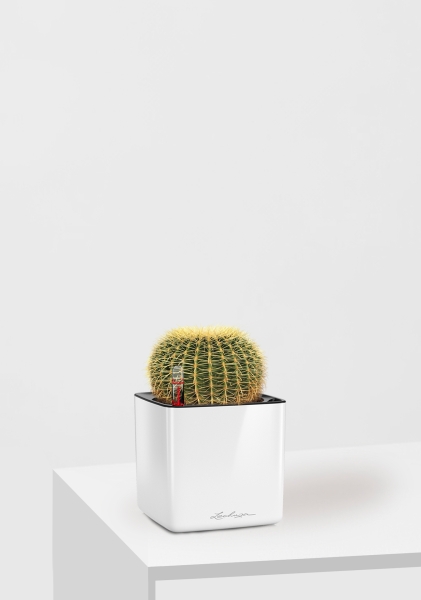 Эхинокактус Грузони 12/20 см в CUBE GLOSSY 14 Эхинокактус Грузони 12/20 см в CUBE GLOSSY 14