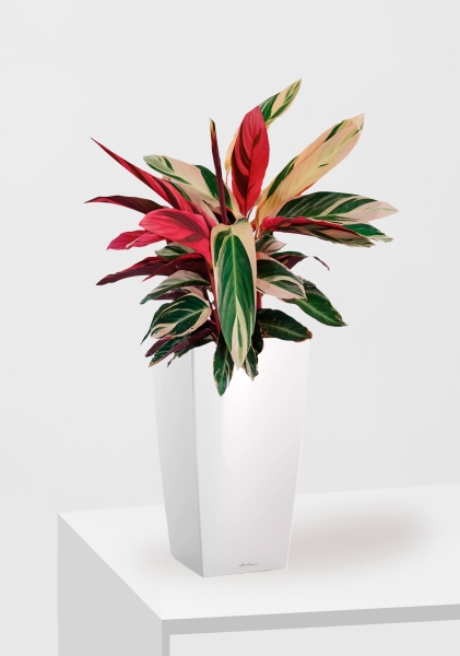 Строманта 19/65 см в CUBICO 22