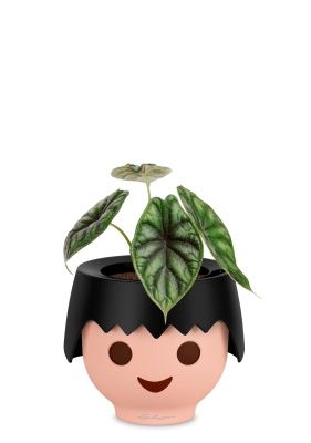 Алоказия Драгон Скейл 12/25 см в OJO, черный Алоказия Драгон Скейл 12/25 см в OJO, черный