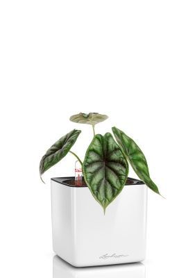 Алоказия Драгон Скейл 12/25 см в CUBE GLOSSY 14, белый блестящий Алоказия Драгон Скейл 12/25 см в CUBE GLOSSY 14, белый блестящий