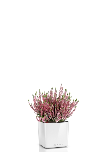 Вереск (Эрика) розовый в CUBE GLOSSY 14