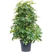 Шеффлера Голд Капелла d34 см h130 см