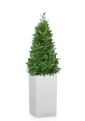 Лавр пирамида в CANTO STONE HIGH 30, песочный белый Лавр пирамида в CANTO STONE HIGH 30, песочный белый