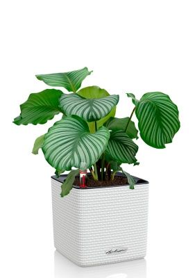Калатея Орбифолия 12/40 см в CUBE COLOR 14, белый