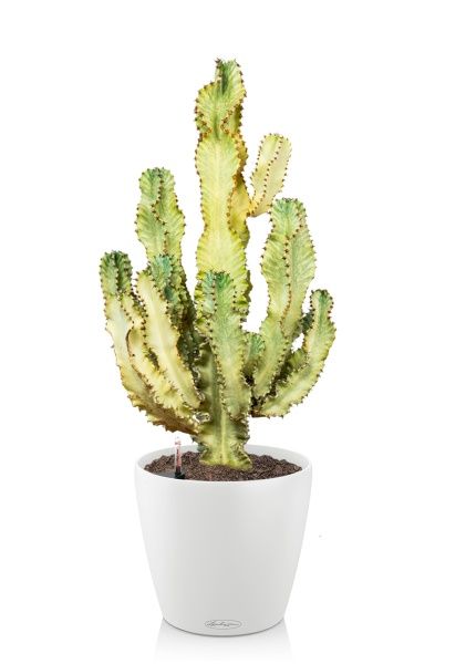 Эуфорбия Ингенс в CLASSICO COLOR 35