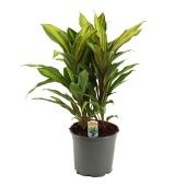 Кордилина Киви d19 см h55 см Кордилина Киви d19 см h55 см