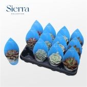 Эхеверия микс d8.5 см h18 см