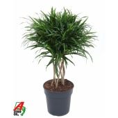 Драцена Анита вариегатная цилиндр d24 см h90 см