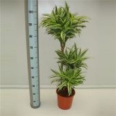 Драцена Сюрприз 3 ствола d21 см h90 см