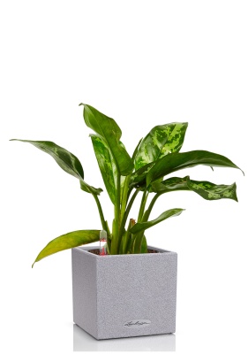 Аглаонема Цитронелле 12/30 см в CANTO STONE 14, серый камень
