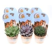 Суккуленты микс Indian Line d12 см h20 см