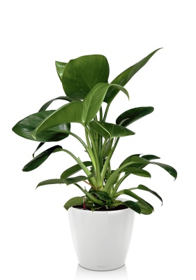 Филодендрон Грин Принцесс 17/60 см в CLASSICO LS 21, белый блестящий