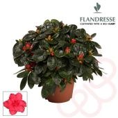 Азалия Фландрес красная 12/25 см Азалия Фландрес красная 12/25 см