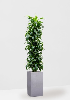 Драцена Дорадо бранч 34/170 см в CANTO STONE HIGH 40