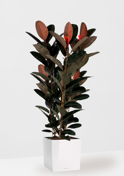 Фикус Эластика Абиджан 3 ствола 40/170 см в CUBE 50