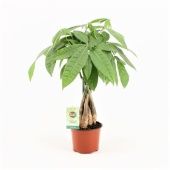 Пахира Акватика d12 см h45 см Пахира Акватика d12 см h45 см