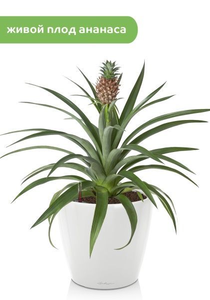 Ананас 15/50 см в CLASSICO LS 21 Ананас 15/50 см в CLASSICO LS 21