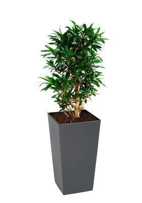 Драцена Песнь Ямайке 35/150 см в Finezja 40x40, серый бетон
