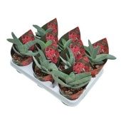 Крассула денежное дерево Falcata d10.5 см h12.5 см