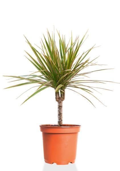 Драцена Маргината Биколор 1 ствол 12/40 см