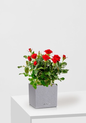 Роза Бо Монд красная 12/25 см в CANTO STONE 14, серый камень