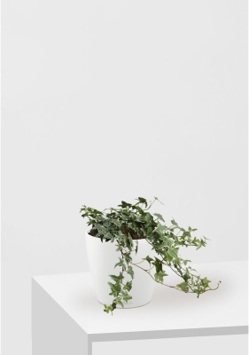 Хедера микс 13/30 см CLASSICO COLOR 18 Хедера микс 13/30 см CLASSICO COLOR 18