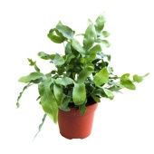 Флебодиум Ауреум Блю Стар d17 см h50 см тип 1