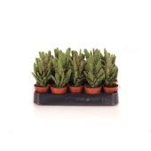 Опунция Monacantha d5.5 см h10 см