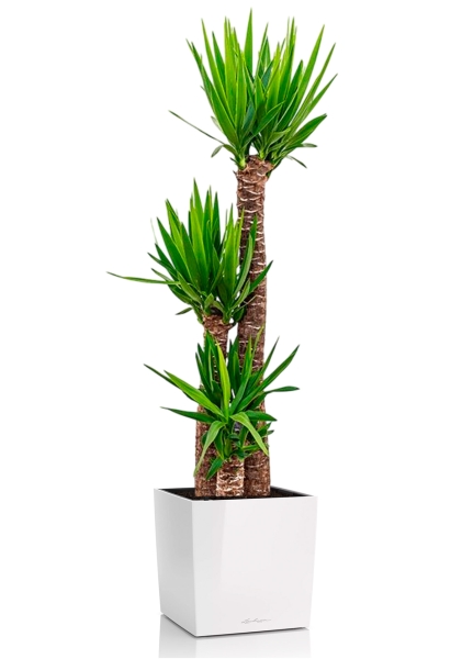 Юкка 3 ствола 31/160 см в CUBE 40