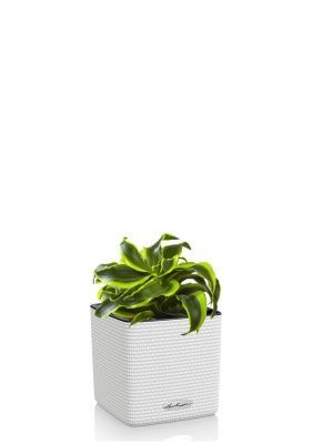 Драцена Торнадо в CUBE COLOR 14, белый Драцена Торнадо в CUBE COLOR 14, белый