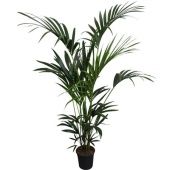 Ховея Форстериана d21 см h160 см