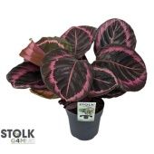 Калатея Розеопикта Джесси d14 см h45 см Калатея Розеопикта Джесси d14 см h45 см