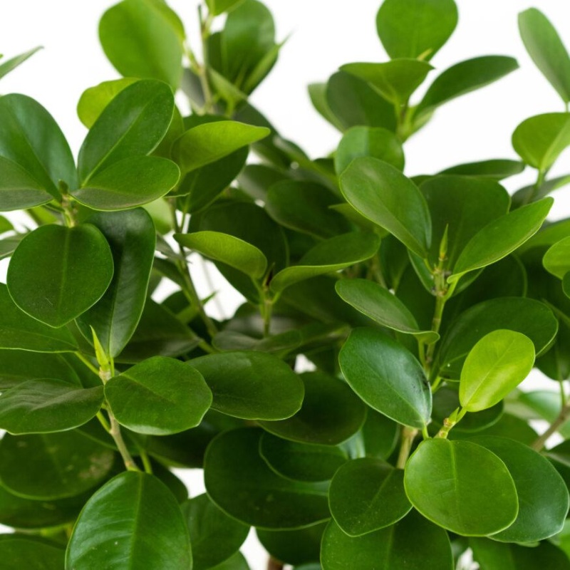 Фикус Моклейм: стильное и неприхотливое дерево для дома и офиса