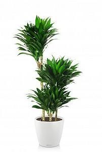 Драцена Компакта 3 ствола в CLASSICO 28