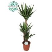 Юкка 3 ствола 90-45-20см d24 см 135 см тип 2