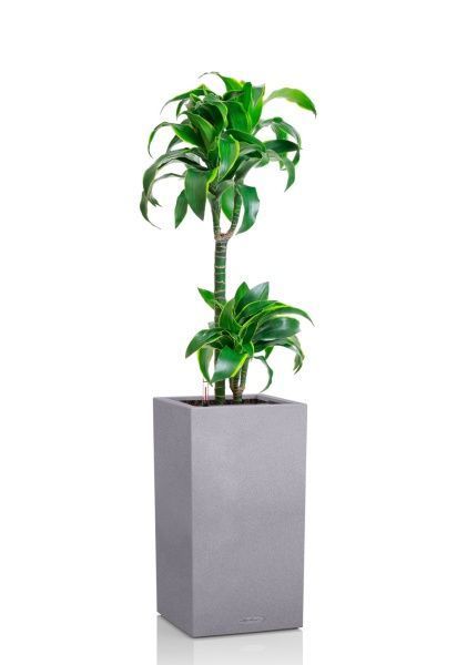 Драцена Дорадо 2 ствола 19/100 см в CANTO STONE HIGH 30