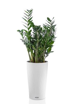 Замиокулькас в CILINDRO 32, белый