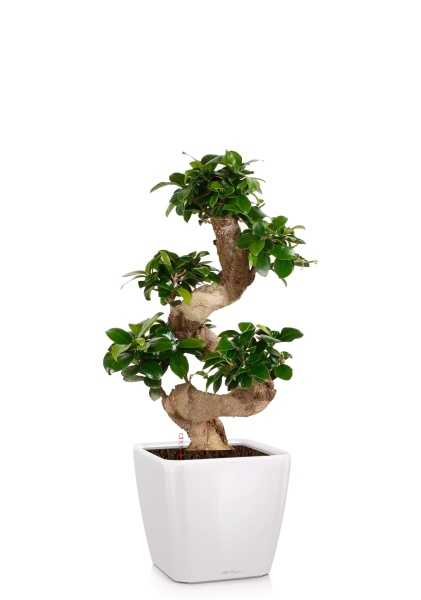 Бонсай Фикус Гинсенг в QUADRO LS 28