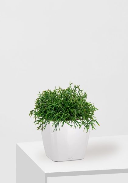 Рипсалис подвесной 17/30 см в QUADRO LS 21 Рипсалис подвесной 17/30 см в QUADRO LS 21