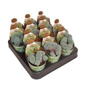 Эхеверия Setosa Rundelli Crestata Potcover d6.5 см h8 см