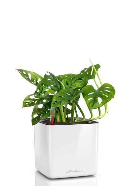 Монстера Манки 12/30 см в CUBE GLOSSY 14