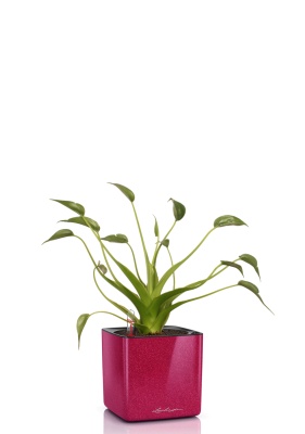 Алоказия Тину Дансер 12 см в CUBE Glossy Kiss 14