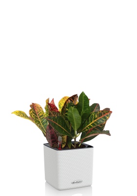 Кротон Петра 12/30 см в CUBE COLOR 14, белый Кротон Петра 12/30 см в CUBE COLOR 14, белый