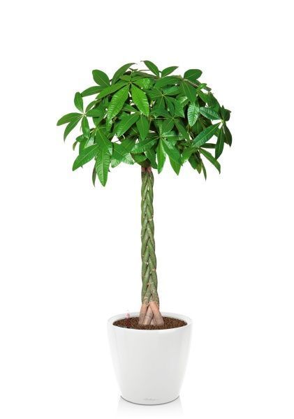 Пахира Акватика 27/150 см в CLASSICO LS 35