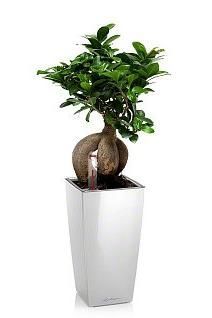 Бонсай MINI CUBI 9/35 см, белый блестящий Бонсай MINI CUBI 9/35 см, белый блестящий