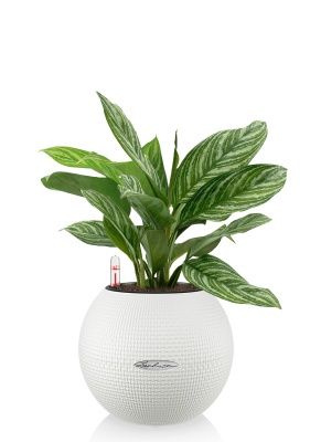 Аглаонема Страйп в PURO 20, белый