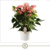 Антуриум Ливиум красный d21 см h65 см Антуриум Ливиум красный d21 см h65 см