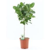 Фикус Бенгальский Одри на стволе d21 см h95 см